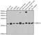 Ubiquitin-conjugating enzyme E2 variant 1 antibody, GTX16444, GeneTex, Western Blot image 