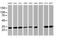 Proteasome Subunit Alpha 4 antibody, MA5-25812, Invitrogen Antibodies, Western Blot image 
