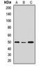 Nanog Homeobox antibody, orb412168, Biorbyt, Western Blot image 