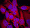 E3 ubiquitin-protein ligase TRIM32 antibody, AF6515, R&D Systems, Immunofluorescence image 