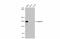 Nucleoporin 153 antibody, GTX132731, GeneTex, Western Blot image 
