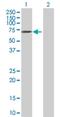 Butyrophilin Subfamily 1 Member A1 antibody, H00000696-D01P, Novus Biologicals, Western Blot image 