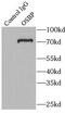 Oxysterol-binding protein 1 antibody, FNab06016, FineTest, Immunoprecipitation image 