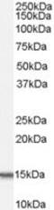 Acylphosphatase 1 antibody, MBS420385, MyBioSource, Western Blot image 