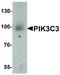 Phosphatidylinositol 3-Kinase Catalytic Subunit Type 3 antibody, LS-C336187, Lifespan Biosciences, Western Blot image 