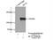 Hyperpolarization-activated cation channel 2 antibody, 55222-1-AP, Proteintech Group, Immunoprecipitation image 