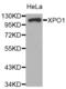 Exportin 1 antibody, abx000678, Abbexa, Western Blot image 