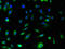 S100 Calcium Binding Protein A10 antibody, LS-C396445, Lifespan Biosciences, Immunofluorescence image 