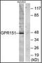 G Protein-Coupled Receptor 151 antibody, orb95458, Biorbyt, Western Blot image 