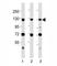 Minichromosome Maintenance Complex Component 2 antibody, F51683-0.4ML, NSJ Bioreagents, Western Blot image 