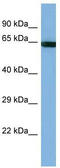 Protocadherin Beta 14 antibody, TA331067, Origene, Western Blot image 