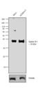 Ephrin B1 antibody, 34-3500, Invitrogen Antibodies, Western Blot image 