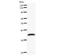 Activating Transcription Factor 3 antibody, LS-C342601, Lifespan Biosciences, Western Blot image 