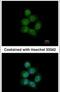 Serrate, RNA Effector Molecule antibody, PA5-31593, Invitrogen Antibodies, Immunofluorescence image 