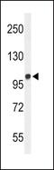 Microtubule Associated Monooxygenase, Calponin And LIM Domain Containing 2 antibody, PA5-26602, Invitrogen Antibodies, Western Blot image 