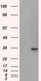 Serine Racemase antibody, TA501007, Origene, Western Blot image 