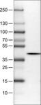 N-Terminal EF-Hand Calcium Binding Protein 1 antibody, NBP2-52944, Novus Biologicals, Western Blot image 