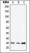 Homeobox D12 antibody, orb376089, Biorbyt, Western Blot image 