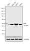 VRK Serine/Threonine Kinase 1 antibody, MA1-828, Invitrogen Antibodies, Western Blot image 