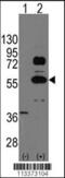 SRY-Box 9 antibody, 57-473, ProSci, Western Blot image 