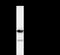 DEAD-Box Helicase 3 X-Linked antibody, LS-C342478, Lifespan Biosciences, Immunoprecipitation image 