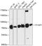 YY1 Associated Protein 1 antibody, 14-796, ProSci, Western Blot image 