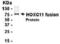 Homeobox C11 antibody, XW-7904, ProSci, Western Blot image 