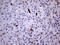 CD45RO antibody, TA807197, Origene, Immunohistochemistry frozen image 