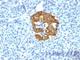 Insulin antibody, V2156IHC-7ML, NSJ Bioreagents, Immunohistochemistry paraffin image 