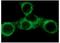 Phosphotyrosine antibody, sc-7020, Santa Cruz Biotechnology, Immunofluorescence image 