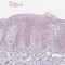 Potassium voltage-gated channel subfamily KQT member 1 antibody, HPA048553, Atlas Antibodies, Immunohistochemistry frozen image 