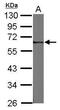 FERM Domain Containing 8 antibody, PA5-31973, Invitrogen Antibodies, Western Blot image 