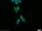 Sideroflexin 3 antibody, 15156-1-AP, Proteintech Group, Immunofluorescence image 