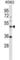 Notchless Homolog 1 antibody, abx027338, Abbexa, Western Blot image 