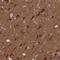 Methylcrotonoyl-CoA Carboxylase 1 antibody, HPA008310, Atlas Antibodies, Immunohistochemistry frozen image 