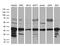 Mediator Complex Subunit 27 antibody, M10484, Boster Biological Technology, Western Blot image 