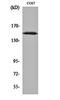 Rho Guanine Nucleotide Exchange Factor 10 antibody, orb160001, Biorbyt, Western Blot image 