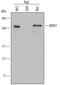 Death Inducer-Obliterator 1 antibody, MAB6947, R&D Systems, Western Blot image 