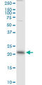 RAB13, Member RAS Oncogene Family antibody, LS-C198048, Lifespan Biosciences, Western Blot image 