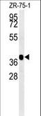 NIPA Like Domain Containing 2 antibody, LS-C164879, Lifespan Biosciences, Western Blot image 