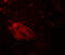 WD Repeat Domain 61 antibody, 7985, ProSci, Immunofluorescence image 