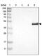 ABI gene family member 3 antibody, PA5-53592, Invitrogen Antibodies, Western Blot image 