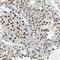 DAPLE antibody, HPA005832, Atlas Antibodies, Immunohistochemistry frozen image 