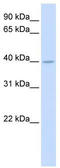 Steroid 5 Alpha-Reductase 3 antibody, TA338662, Origene, Western Blot image 
