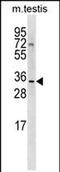 SHANK Associated RH Domain Interactor antibody, PA5-72077, Invitrogen Antibodies, Western Blot image 