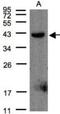 Pleckstrin antibody, NBP1-31099, Novus Biologicals, Western Blot image 