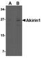 Akirin 1 antibody, PA5-20606, Invitrogen Antibodies, Western Blot image 