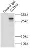 Glutathione S-Transferase Mu 3 antibody, FNab03693, FineTest, Immunoprecipitation image 