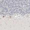 TRNA Splicing Endonuclease Subunit 2 antibody, PA5-55511, Invitrogen Antibodies, Immunohistochemistry frozen image 
