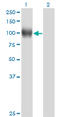 Nuclear Receptor Subfamily 3 Group C Member 1 antibody, LS-C197356, Lifespan Biosciences, Western Blot image 